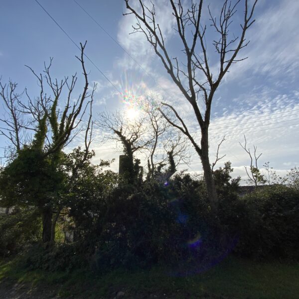 Ash trees suffering from ash dieback disease on a country lane, next to hedgerows